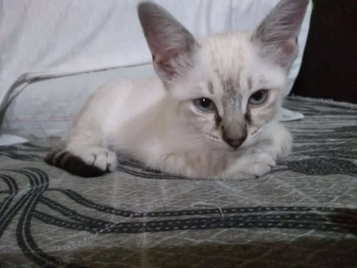 Gato ra a SRD idade Abaixo de 2 meses nome Anjinhos para adoção