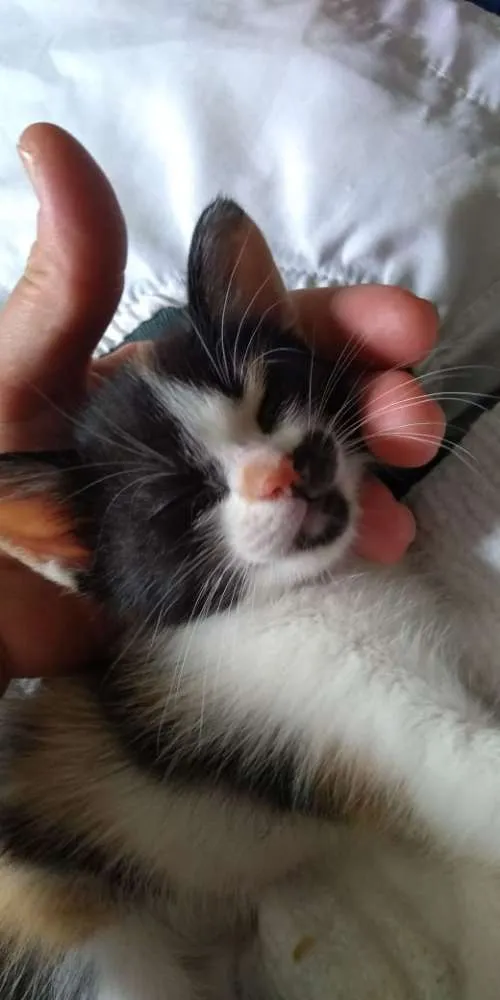 Gato ra a SRD idade Abaixo de 2 meses nome Anjinhos para adoção