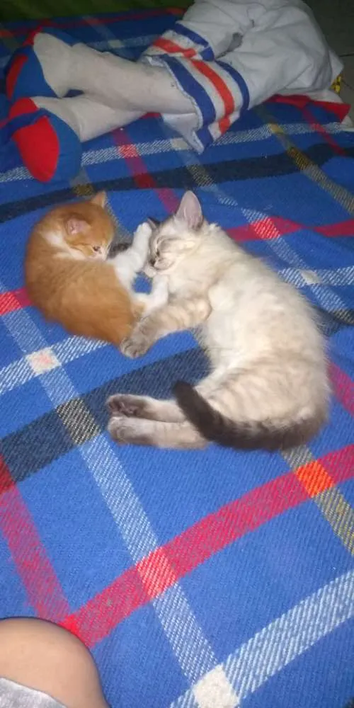 Gato ra a SRD idade Abaixo de 2 meses nome Anjinhos para adoção