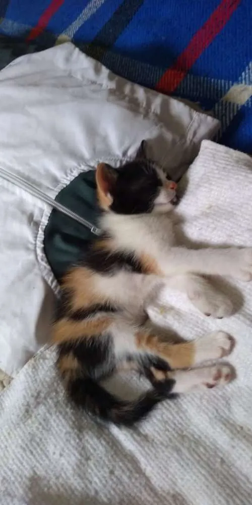 Gato ra a SRD idade Abaixo de 2 meses nome Anjinhos para adoção
