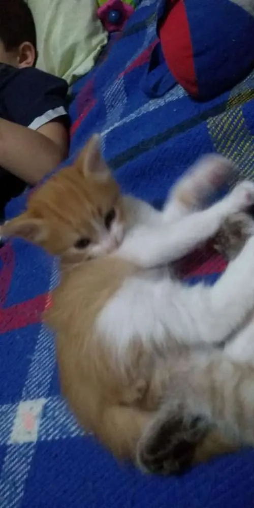 Gato ra a SRD idade Abaixo de 2 meses nome Anjinhos para adoção