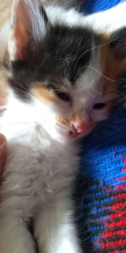 Gato ra a SRD idade Abaixo de 2 meses nome Anjinhos para adoção