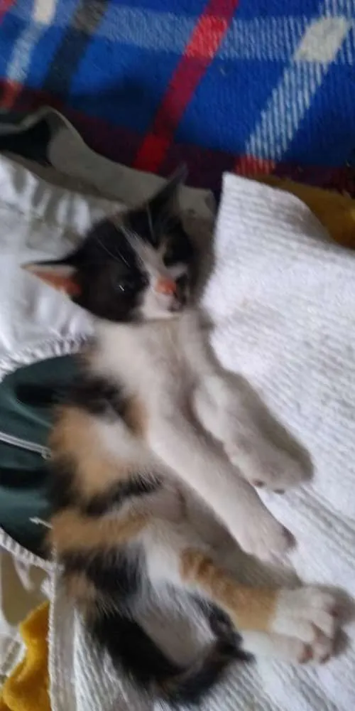 Gato ra a SRD idade Abaixo de 2 meses nome Anjinhos para adoção