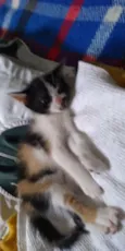 Anjinhos para adoção