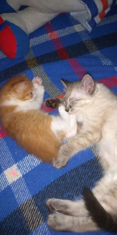 Gato ra a SRD idade Abaixo de 2 meses nome Anjinhos para adoção