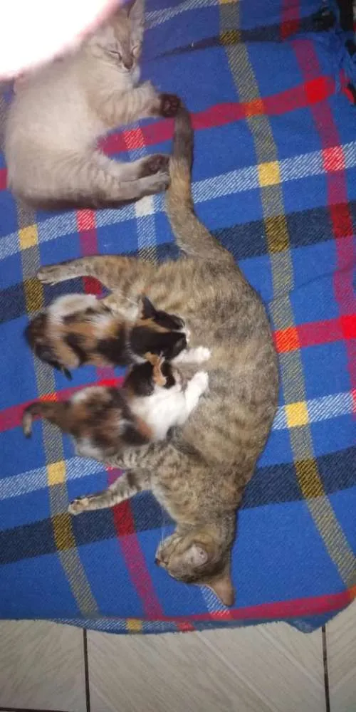Gato ra a SRD idade Abaixo de 2 meses nome Anjinhos para adoção