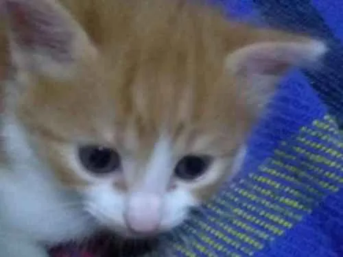 Gato ra a SRD idade Abaixo de 2 meses nome Anjinhos para adoção