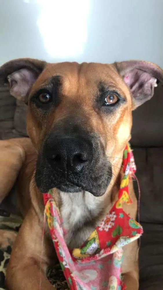 Cachorro raça SRD idade 1 ano nome Pablo Escobar