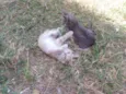 Filhotes Gatinhas!