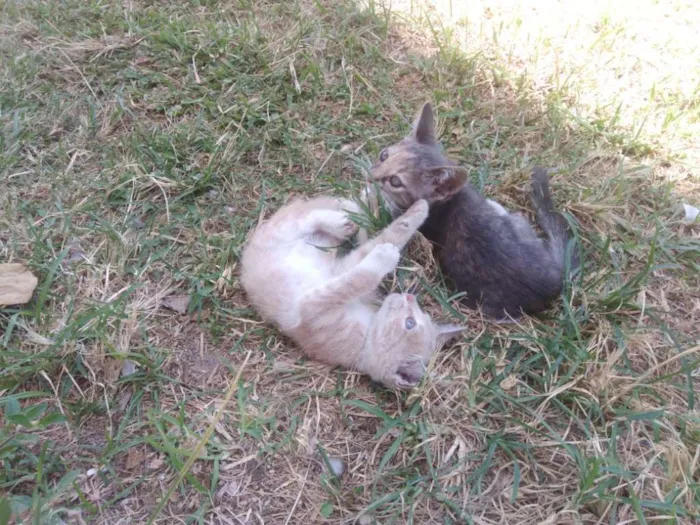Gato ra a SRD idade 2 a 6 meses nome Filhotes Gatinhas!