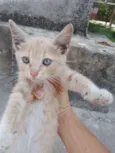 Filhotes Gatinhas!