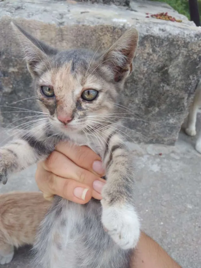 Gato ra a SRD idade 2 a 6 meses nome Filhotes Gatinhas!
