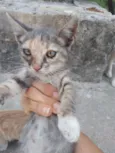 Filhotes Gatinhas!