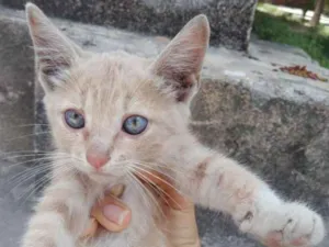 Gato raça SRD idade 2 a 6 meses nome Filhotes Gatinhas!