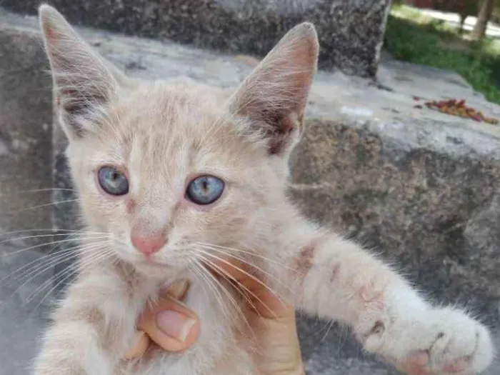 Gato ra a SRD idade 2 a 6 meses nome Filhotes Gatinhas!