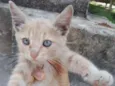 Filhotes Gatinhas!