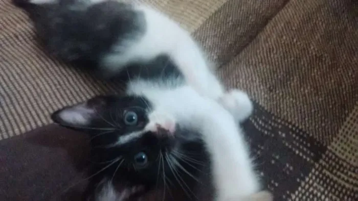 Gato ra a SRD idade 2 a 6 meses nome Filhotes Gatinhos! 