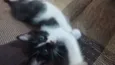 Filhotes Gatinhos!