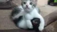 Filhotes Gatinhos!