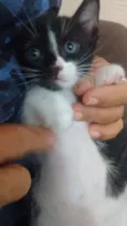 Filhotes Gatinhos!