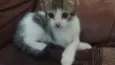 Filhotes Gatinhos!