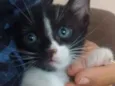 Filhotes Gatinhos!