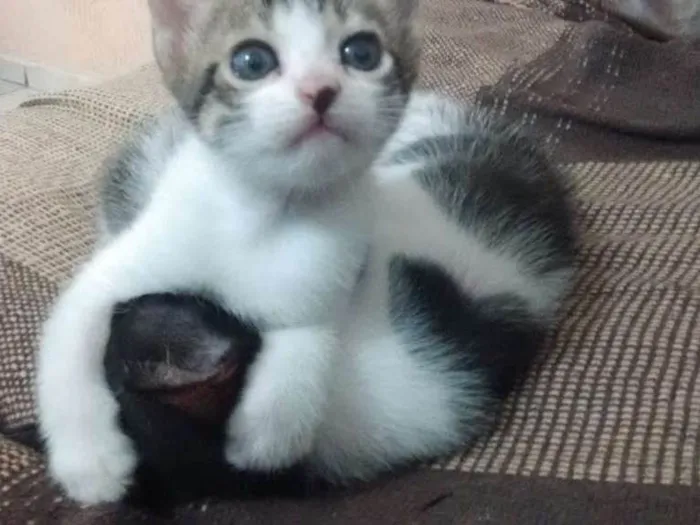 Gato ra a SRD idade 2 a 6 meses nome Filhotes Gatinhos! 