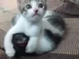 Filhotes Gatinhos!