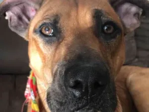 Cachorro raça SRD idade 1 ano nome Pablo Escobar