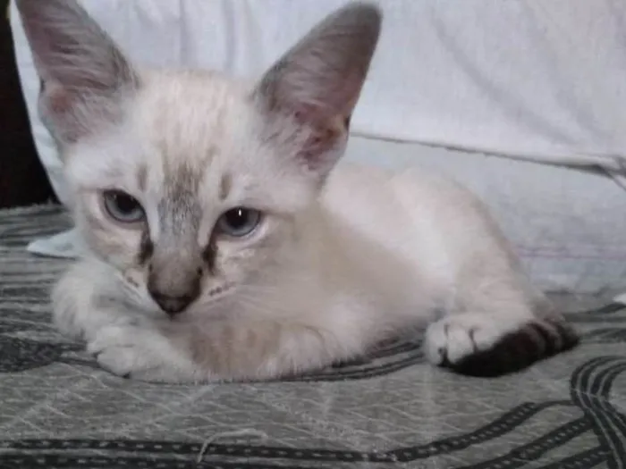 Gato ra a SRD idade Abaixo de 2 meses nome Anjinhos para adoção