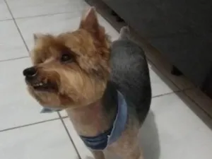 Cachorro raça Yorkshire  idade 6 ou mais anos nome Cobby