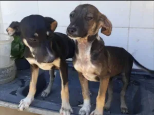 Cachorro raça  idade 7 a 11 meses nome Lili e Lila