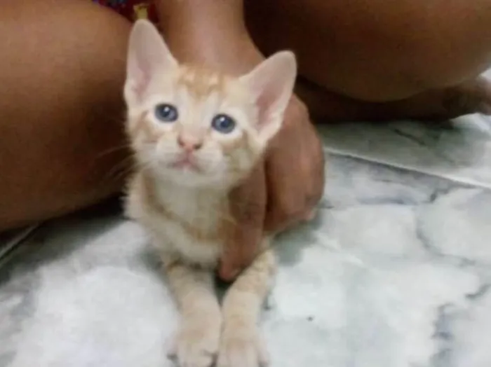 Gato raça sem raça idade 7 a 11 meses nome João