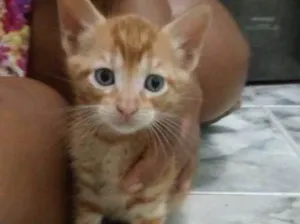 Gato raça sem raça idade Abaixo de 2 meses nome Amarelinho