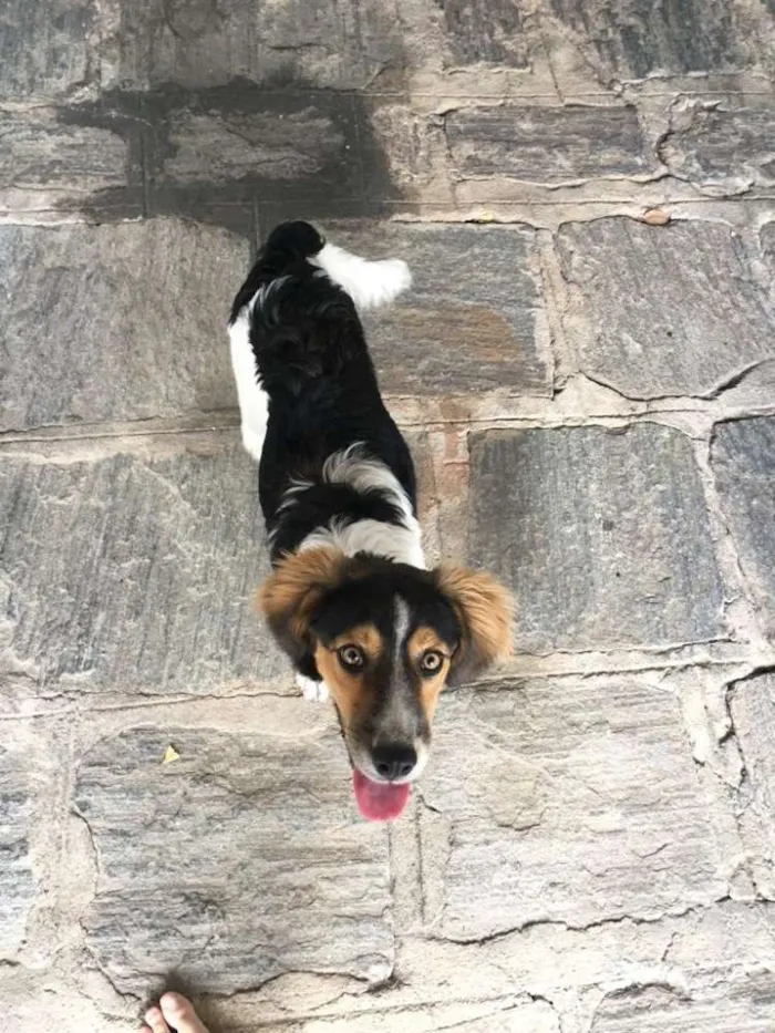 Cachorro raça Vira Lata idade 7 a 11 meses nome Não Sei
