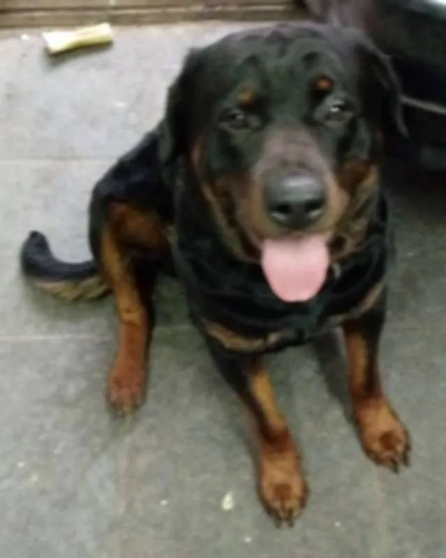 Cachorro ra a Rottweiler idade  nome R2-Freguesia do Ó-sp