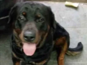 Cachorro raça Rottweiler idade  nome R2-Freguesia do Ó-sp