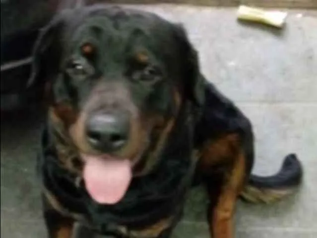 Cachorro ra a Rottweiler idade  nome R2-Freguesia do Ó-sp