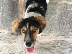 Cachorro raça Vira Lata idade 7 a 11 meses nome Não Sei