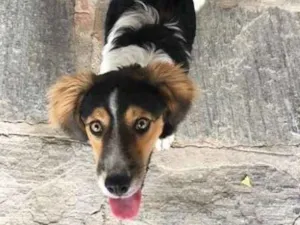 Cachorro raça Vira Lata idade 7 a 11 meses nome Não Sei