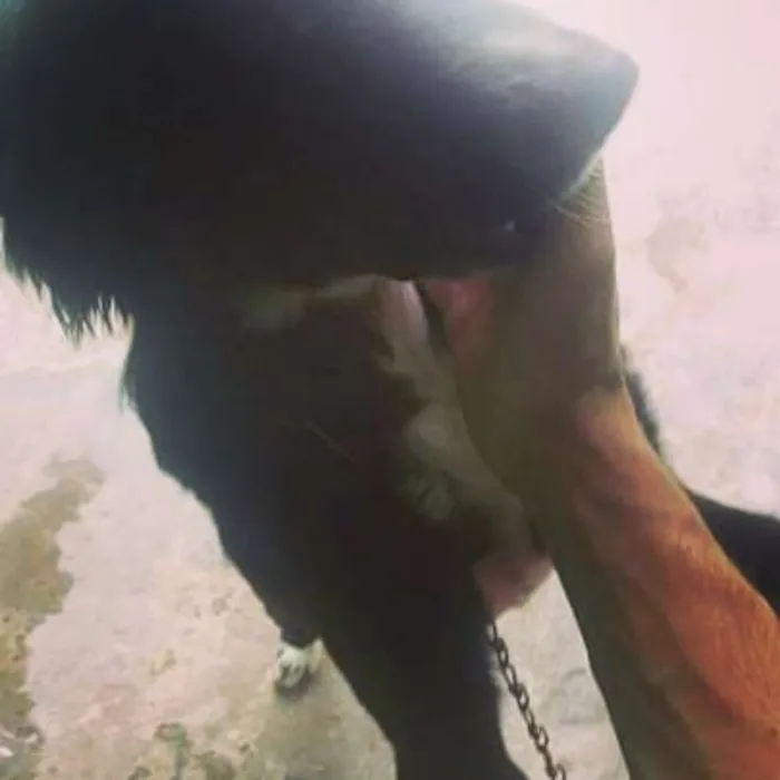 Cachorro ra a Vira-lata idade 7 a 11 meses nome Banzé 