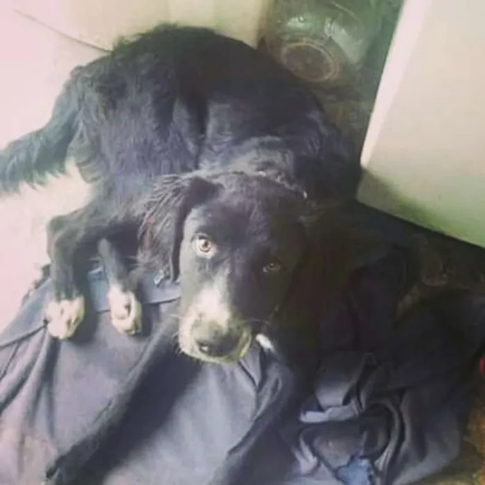 Cachorro ra a Vira-lata idade 7 a 11 meses nome Banzé 