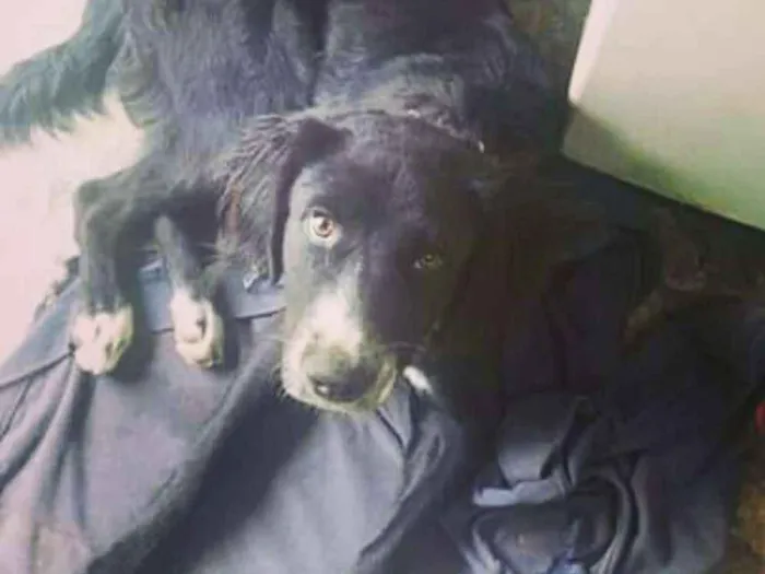 Cachorro ra a Vira-lata idade 7 a 11 meses nome Banzé 