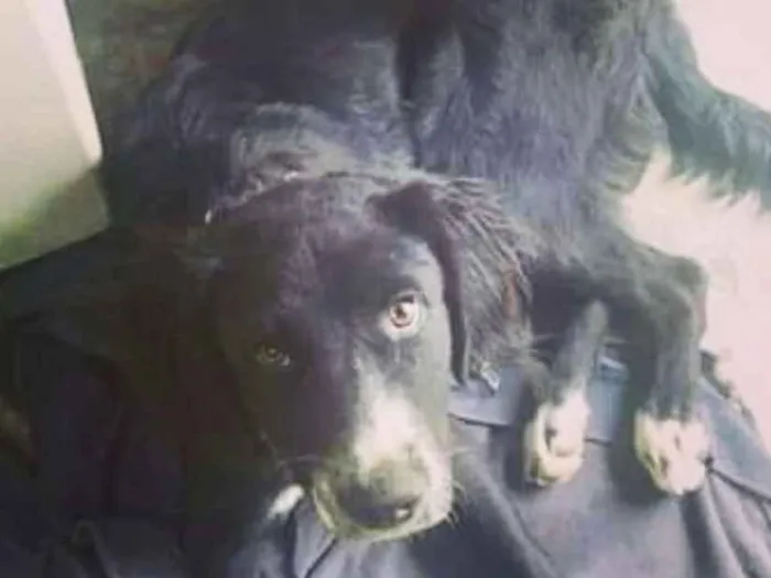Cachorro ra a Vira-lata idade 7 a 11 meses nome Banzé 