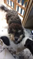 Bob