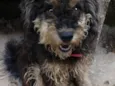 Bob