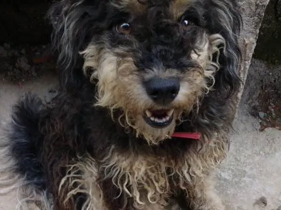 Cachorro ra a Poddle  idade 7 a 11 meses nome Bob
