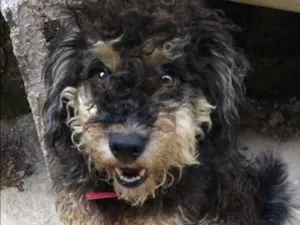 Cachorro raça Poddle  idade 7 a 11 meses nome Bob