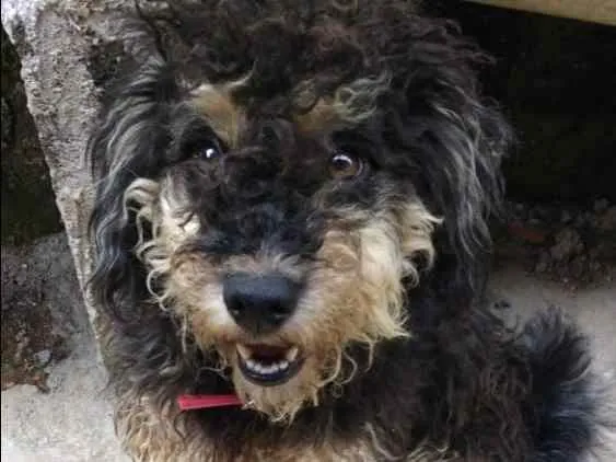 Cachorro ra a Poddle  idade 7 a 11 meses nome Bob