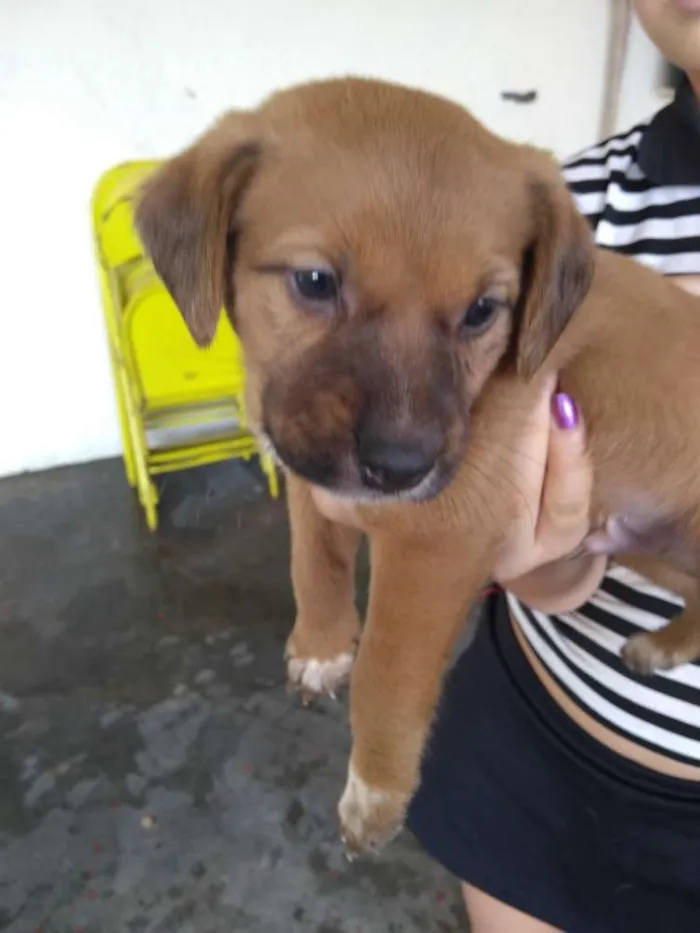 Cachorro raça Sem raça definida idade 2 a 6 meses nome Klovinho, Gorete, Ro